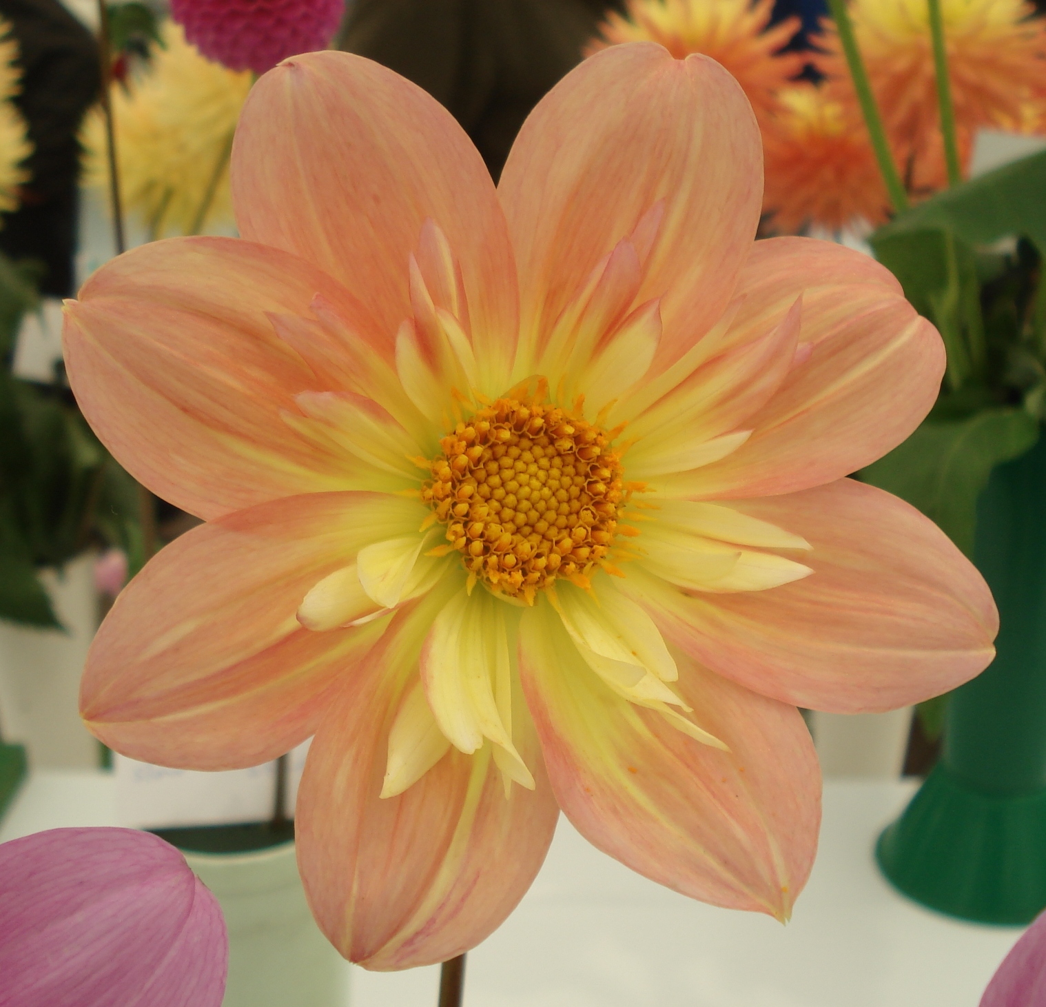 pat& perc.jpg (9941 bytes)